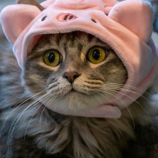 pink cap cat pfp