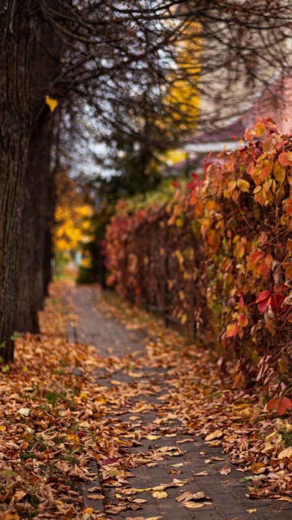 forest vintage iphone wallpaper