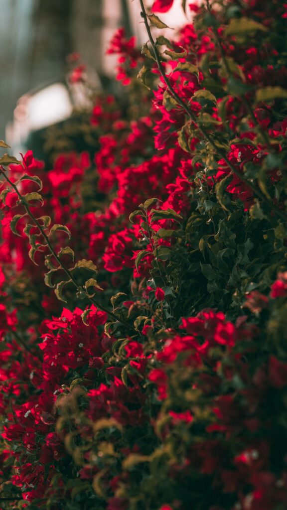 red nature background wallpaper