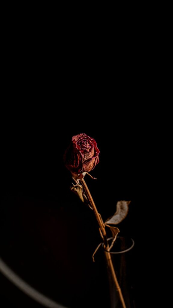 dark red rose darkness wallpapers