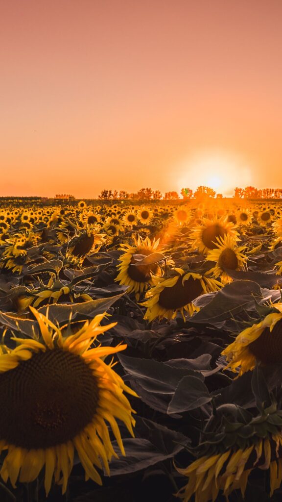 sun flower field nature background wallpaper