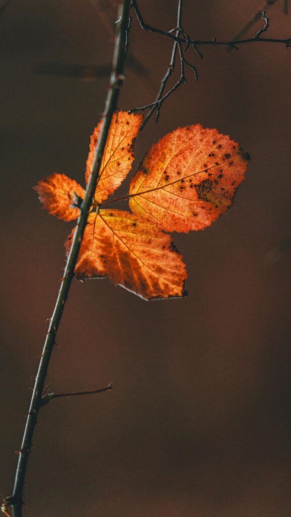 retro leaf vintage iphone wallpaper