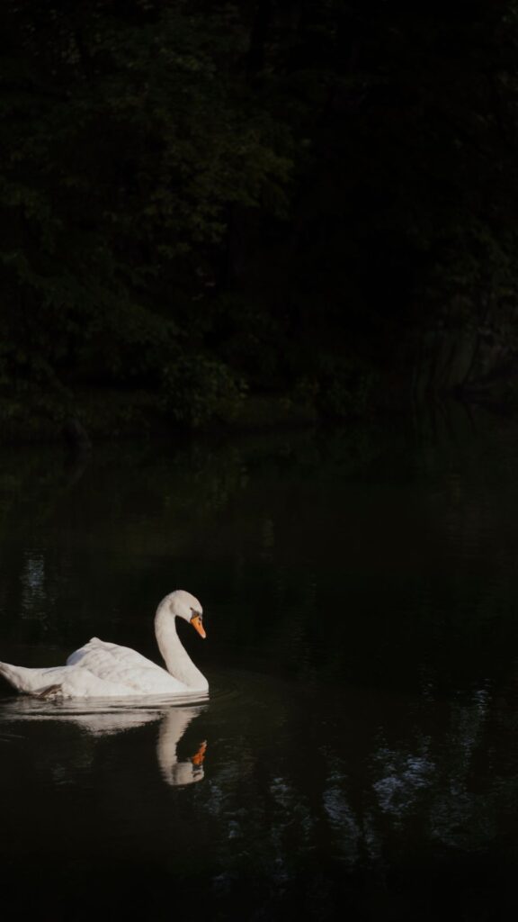 swan darkness wallpapers