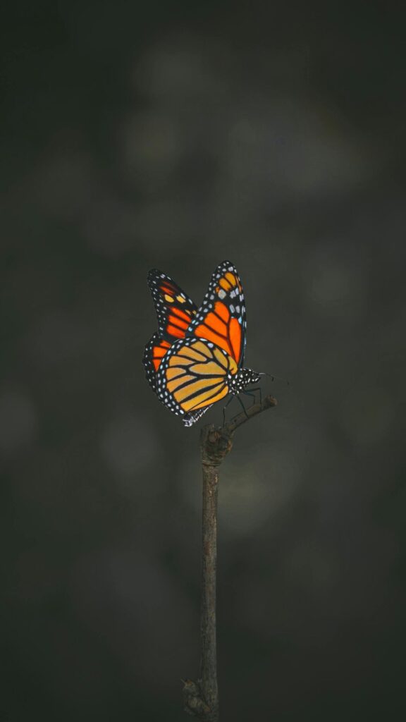 butterfly darkness wallpapers