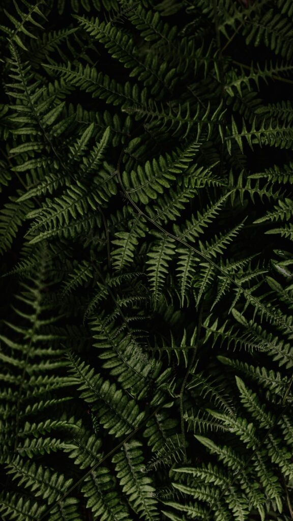 winter leaves nature background wallpaper