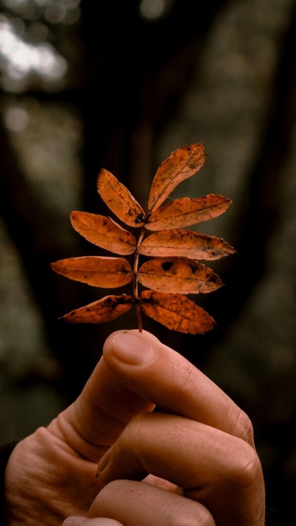 leaf vintage iphone wallpaper