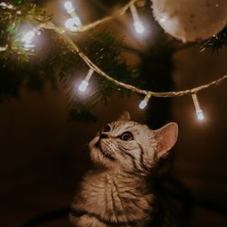 kitten with light cat pfp