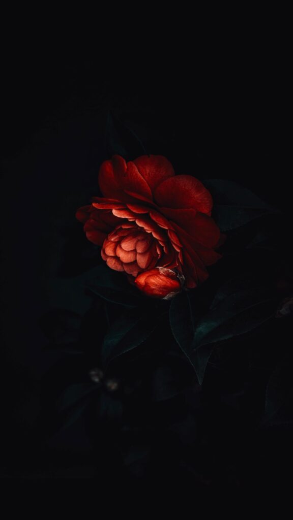 dewy rose darkness wallpapers