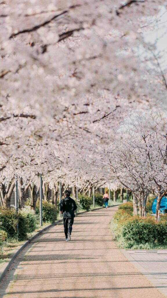 cheery blossom nature background wallpaper