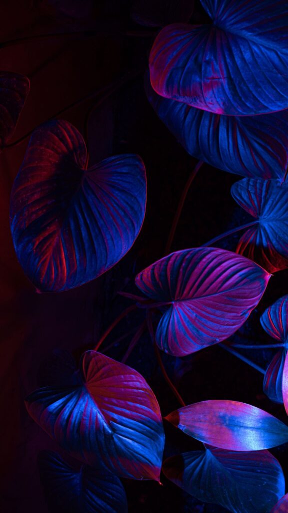 neon leaves darkness wallpapers