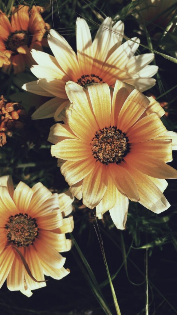 daisy vintage iphone wallpaper