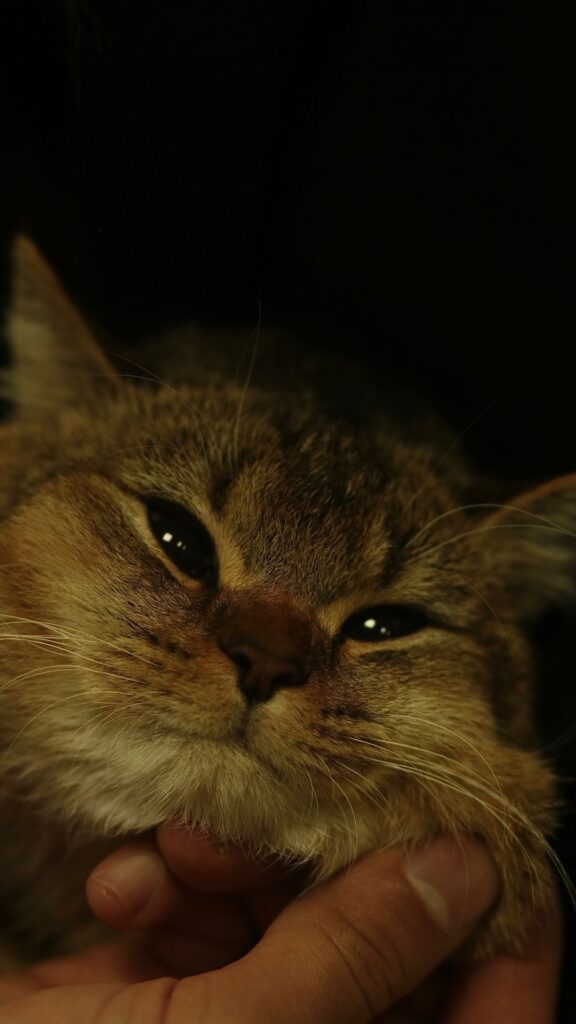 cute cat vintage iphone wallpaper