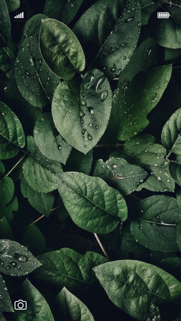 green leafy vintage iphone wallpaper