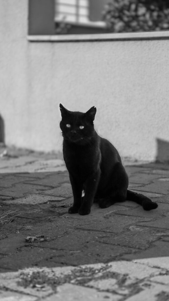 black cat darkness wallpapers