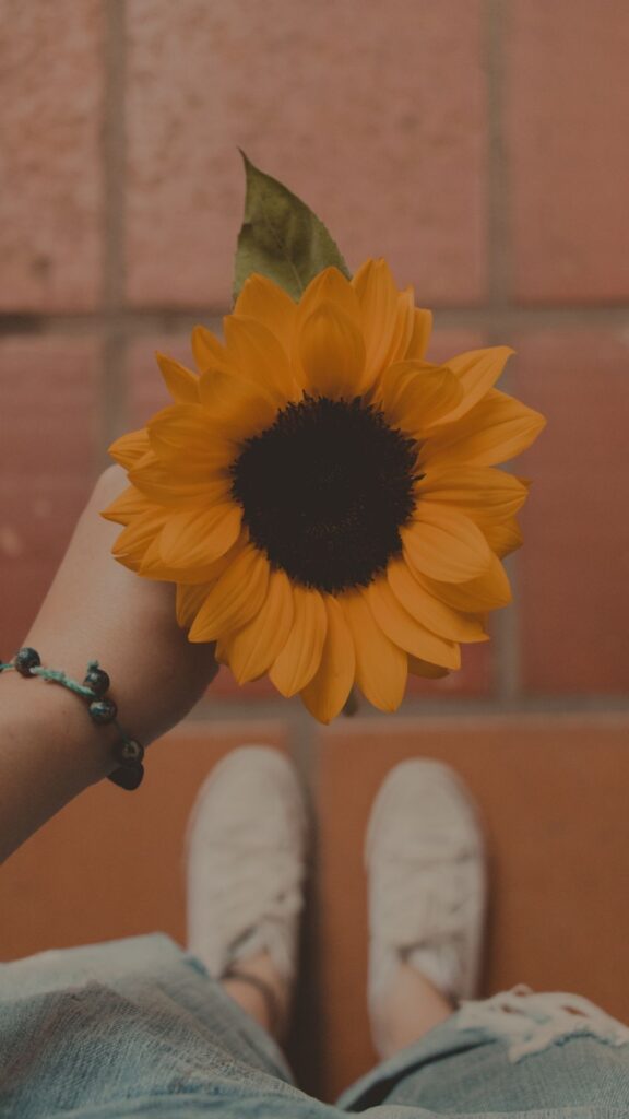 sunflower vintage iphone wallpaper