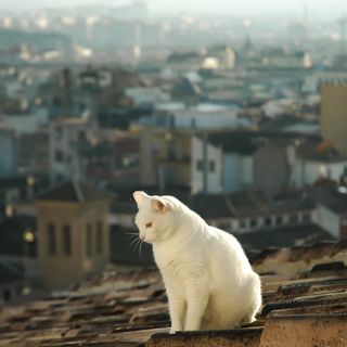 white cat pfp