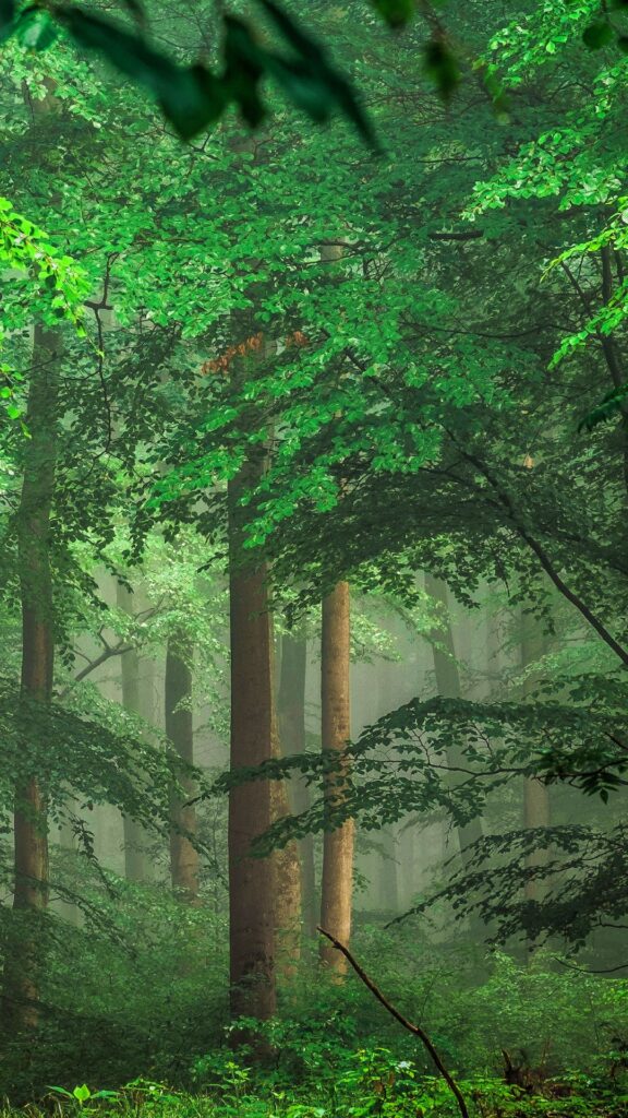 tree nature background wallpaper