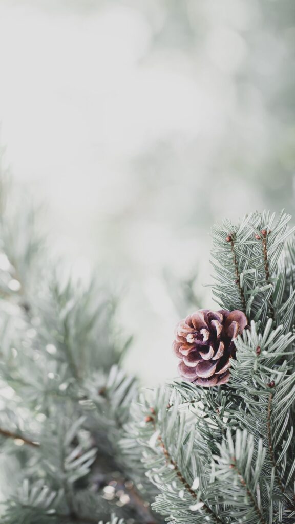pine cone vintage iphone wallpaper