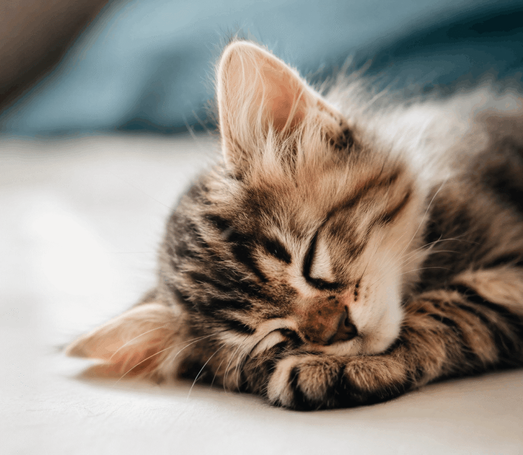 Cozy kitten nap on soft blanket