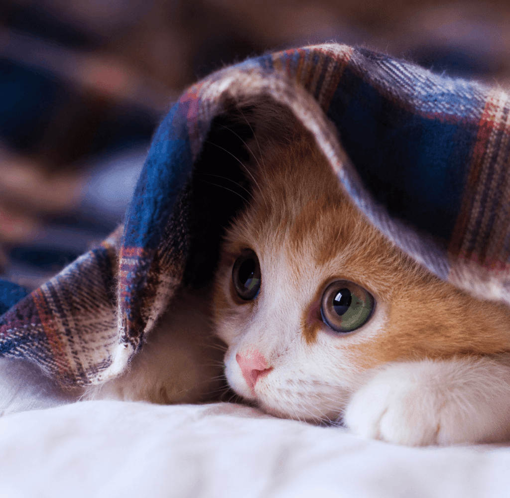 Cozy kitten under a plaid blanket