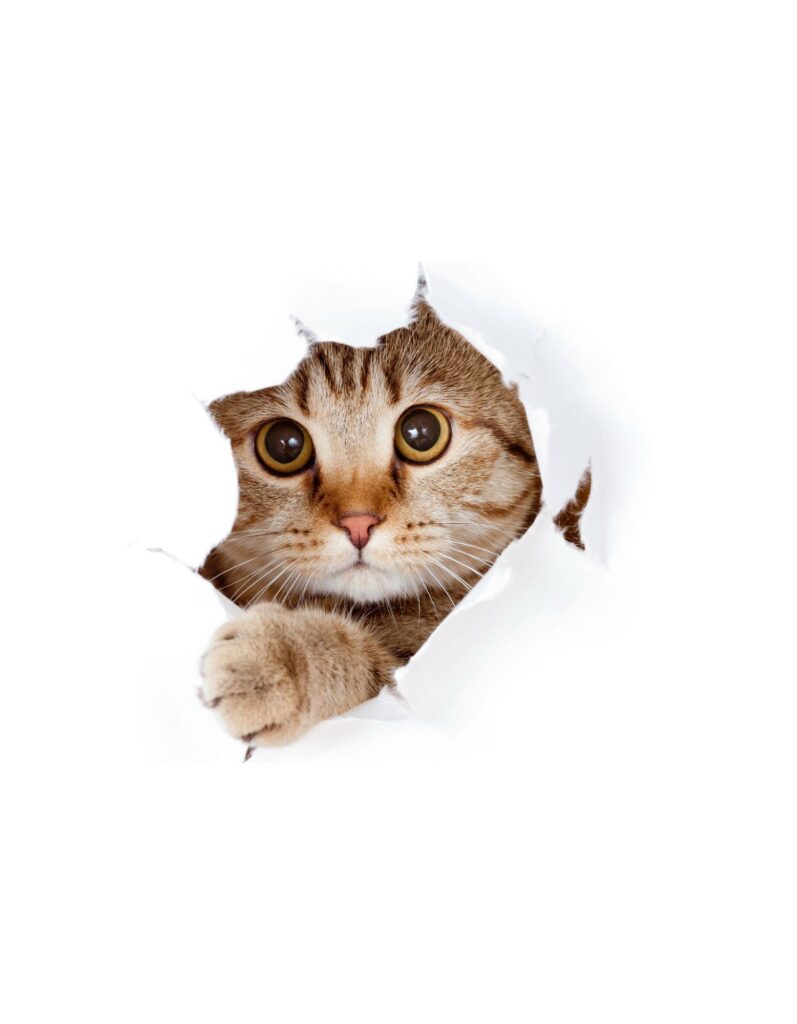 White Free Cute Funny Cat T-shirt