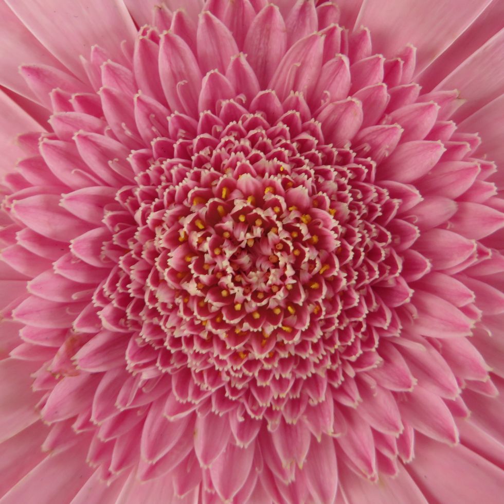 Macro shot of a blooming pink gerbera daisy with intricate petals pink wallpaper