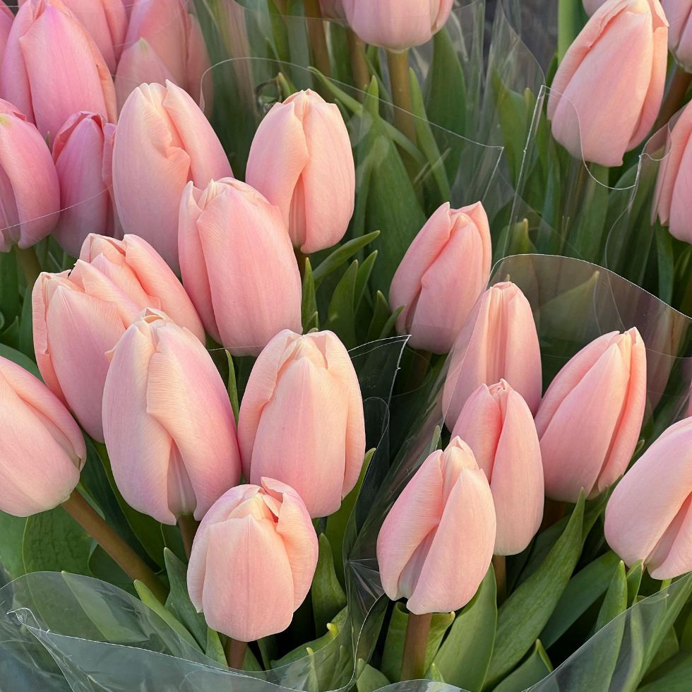 High angle shot of a fresh bouquet of light pink tulips pink wallpaper