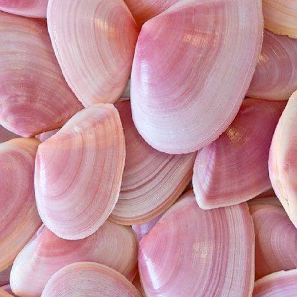 Close up view of smooth pink sea shells piled together pink wallpaper
