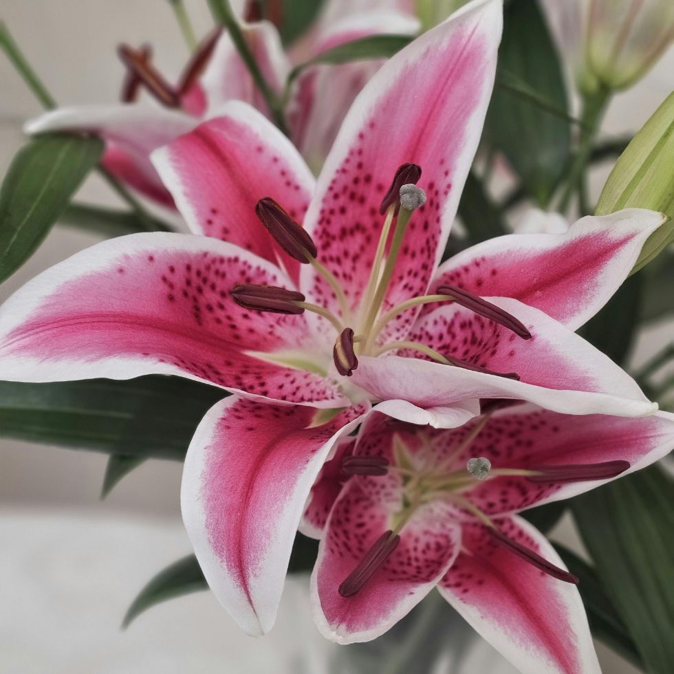 Close up of a spotted stargazer lily with white and pink petals pink wallpaper