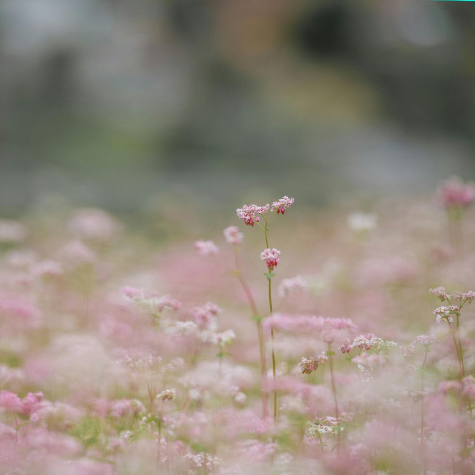 High angle shot of heart shaped pink donuts with white sprinkles pink wallpaper