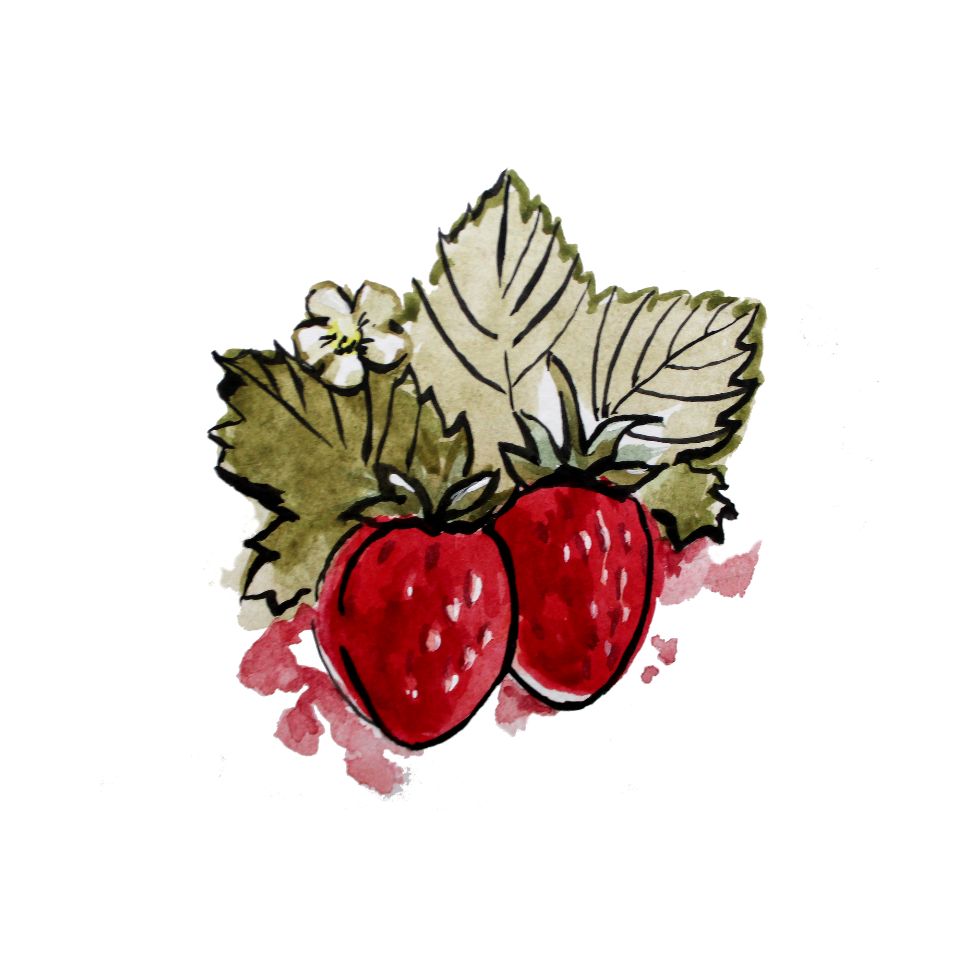 A hand-painted watercolor illustration of two red strawberries with green leaves strawberry cartoon