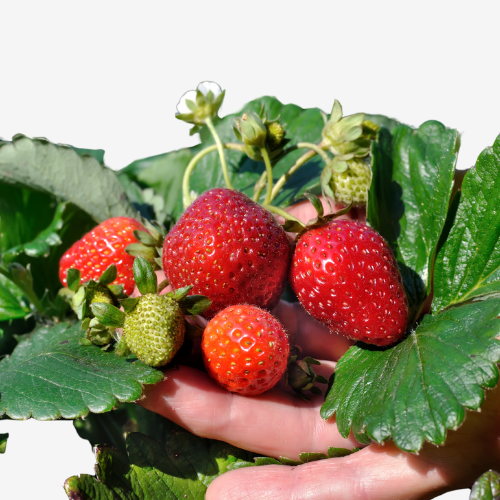 A close-up of a basket containing juicy strawberries