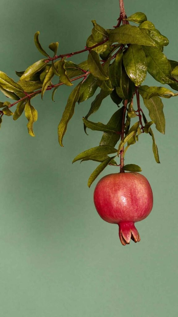 Colorful pomegranate fruit art wallpaper