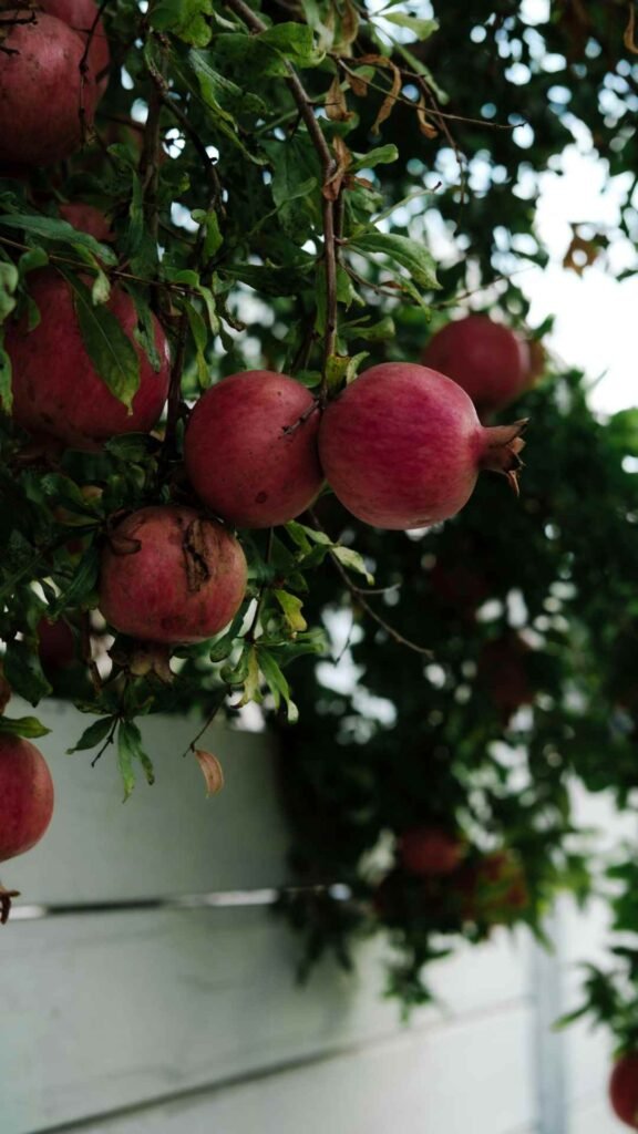 Fresh pomegranate slice wallpaper
