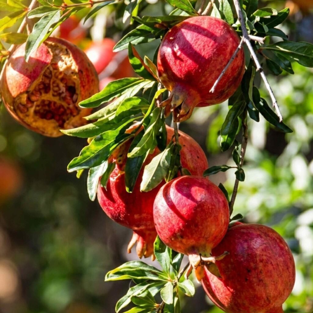 Pomegranate home screen background