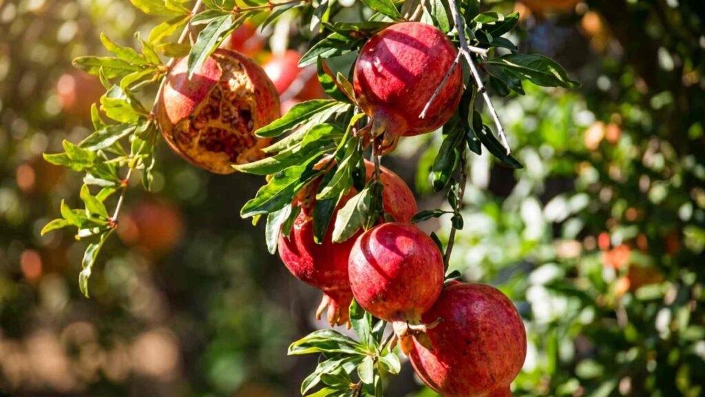 Stunning pomegranate wallpaper for home screen